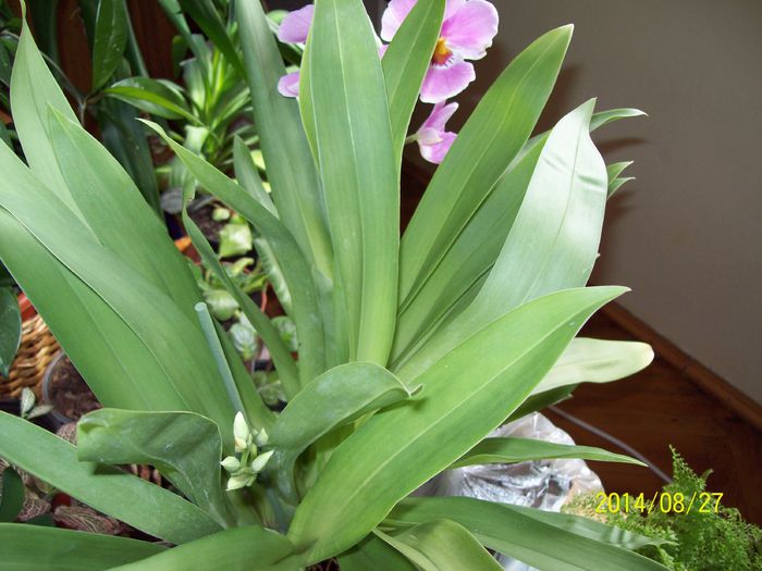 103_4163 - Alte flori 2014