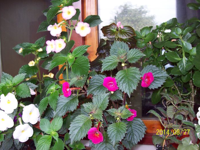 103_4166 - Alte flori 2014