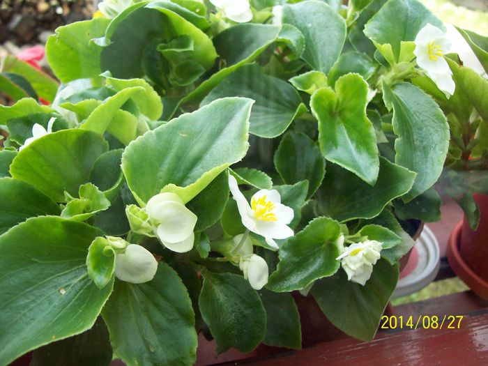 begonie - Alte flori 2014