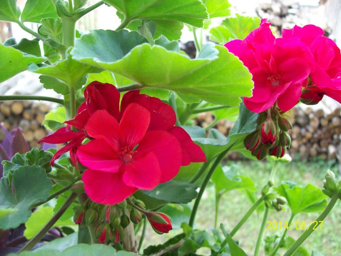 Muscata - Alte flori 2014