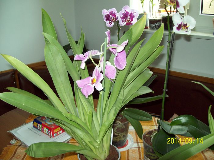 Orhidee - Alte flori 2014