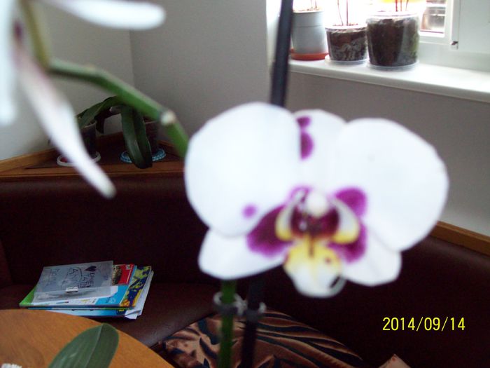 103_4172 - Alte flori 2014