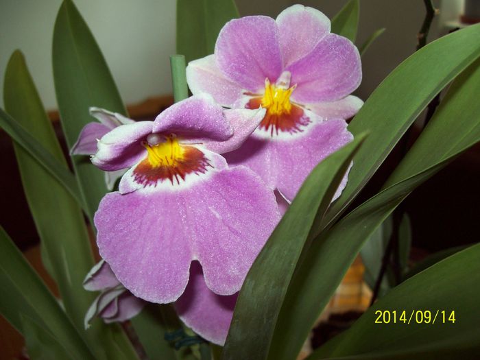 103_4173 - Alte flori 2014