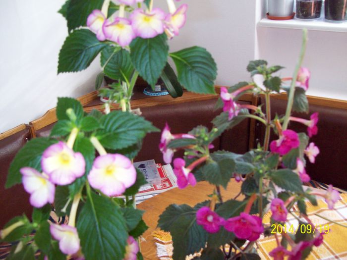 103_4181 - Alte flori 2014
