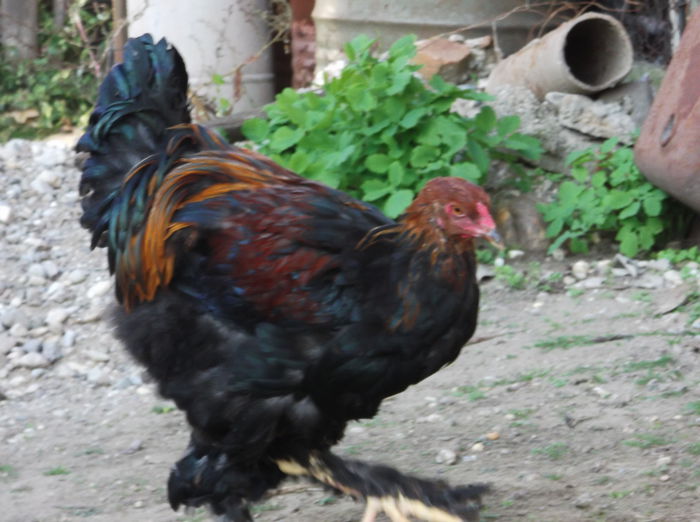 Picture 1728 - Pui Brahma 2014