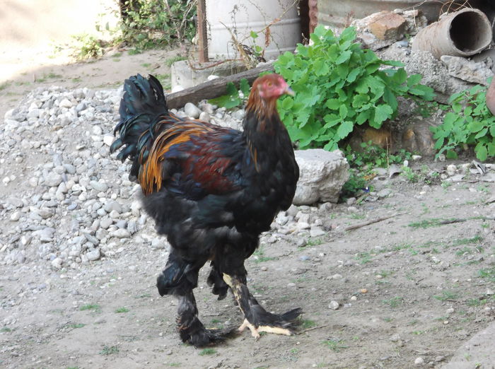 Picture 1741 - Pui Brahma 2014