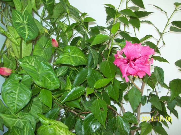 Hibiscus roz ciclam - Alte flori