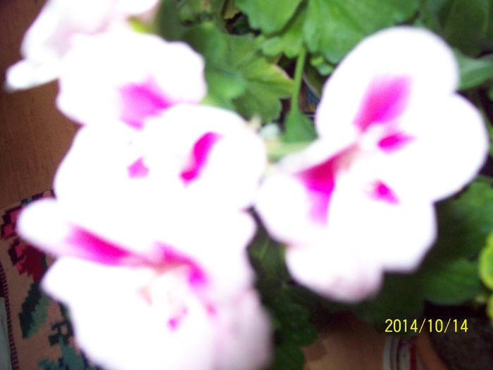 103_4215 - Alte flori