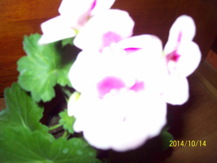 103_4217 - Alte flori
