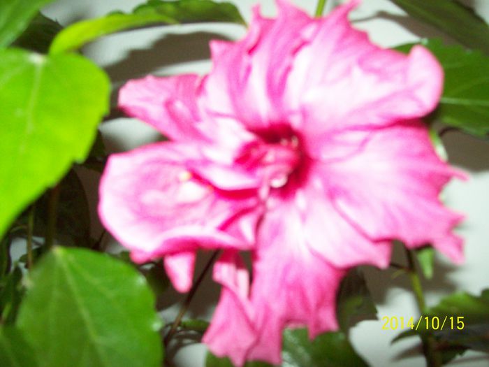 Hibiscus - Alte flori