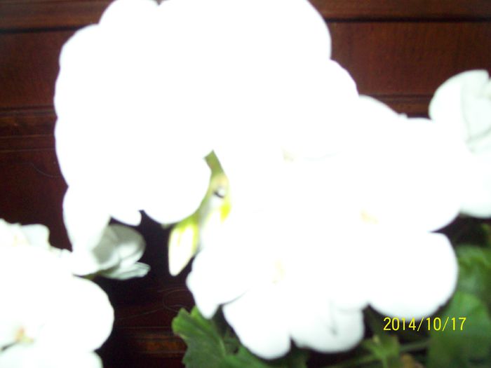 103_4239 - Alte flori
