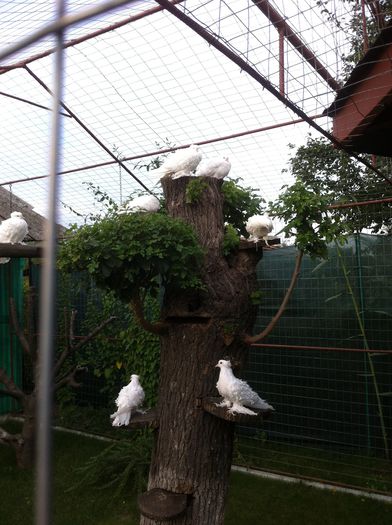 image - VOLIERA EXTERIOARA