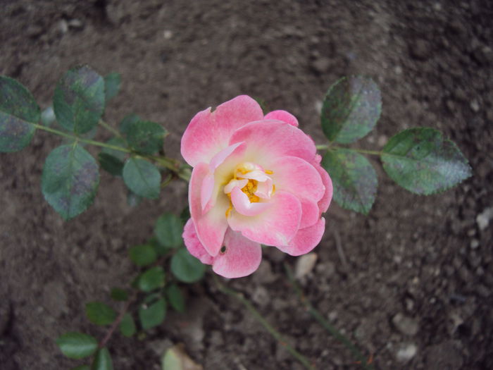 DSC04996