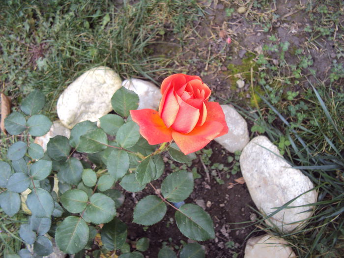 Easy does it - Gradina in noiembrie