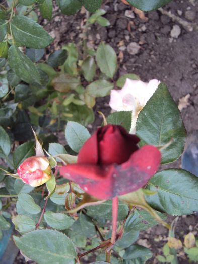 DSC05006 - Gradina in noiembrie