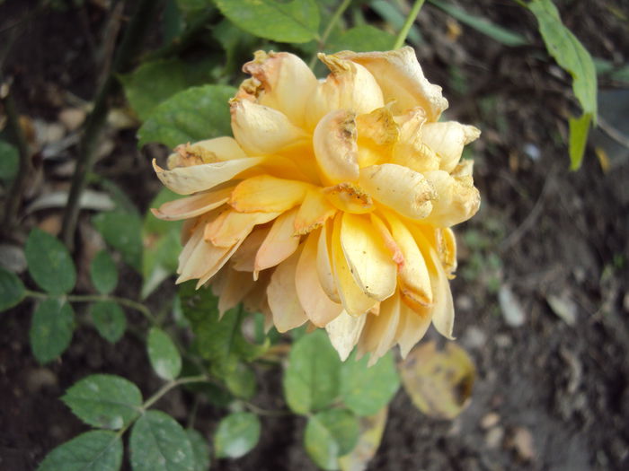 Grace... - Gradina in noiembrie