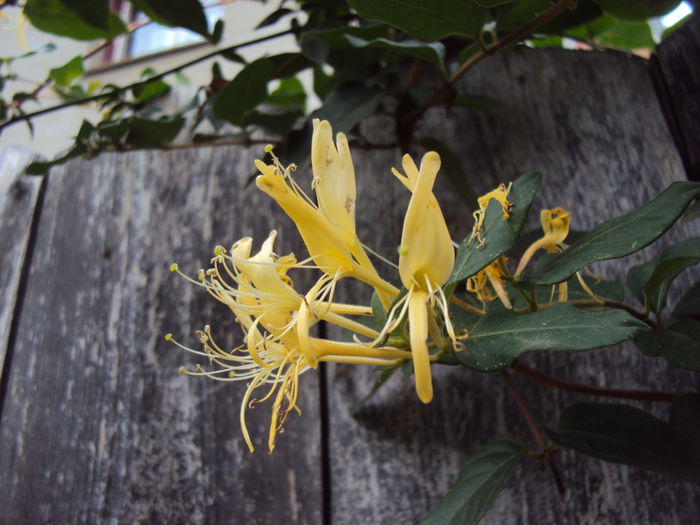 DSC05010 - Gradina in noiembrie