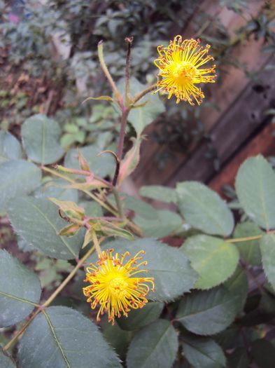 au ramas doar staminele din Sibilla - Gradina in noiembrie