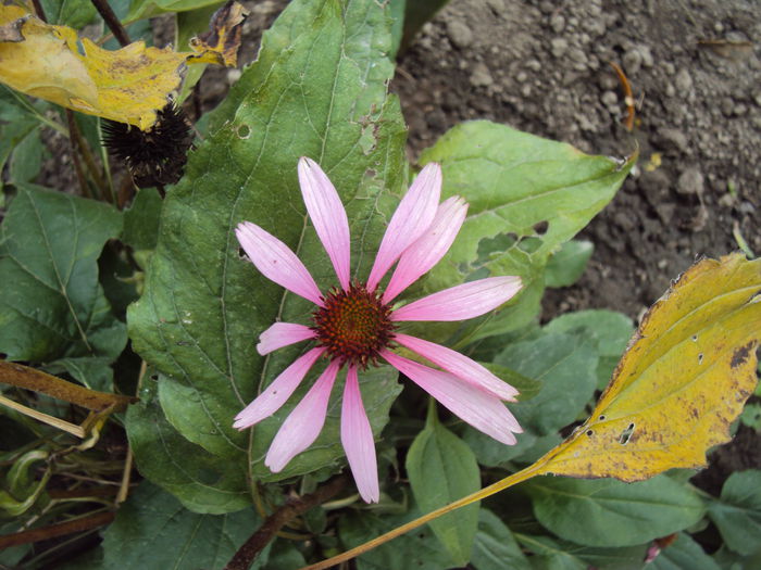 DSC05014 - Gradina in noiembrie