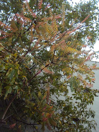 DSC05015 - Gradina in noiembrie