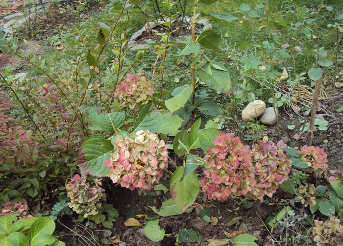 DSC05017 - Gradina in noiembrie