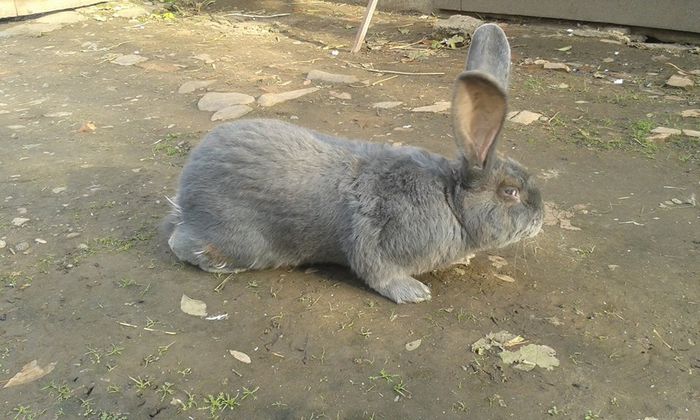 urias belgian albastru; cu tatuaj si certificat. 1 an si 2 luni achizitionat de la dandanutz82
