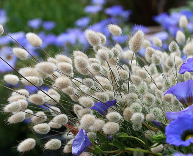 Iarba decorativa Lagurus ovatus2