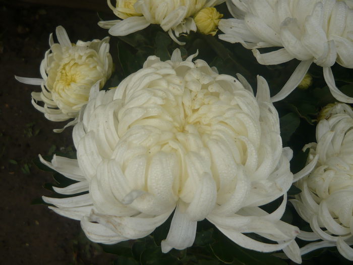 P1070801 - crizanteme 2014