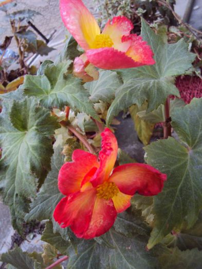 DSC05023 - Gradina in noiembrie