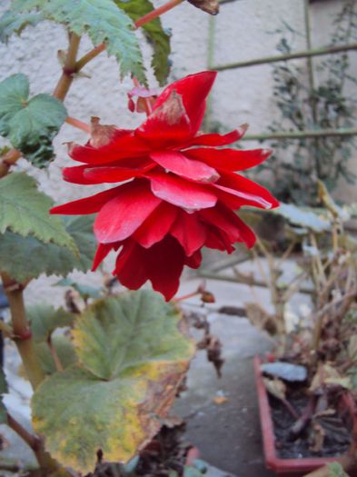 DSC05024 - Gradina in noiembrie