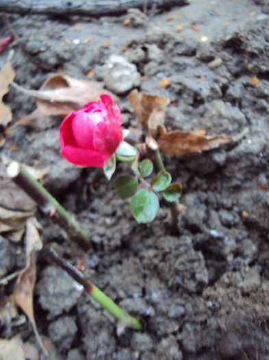 de sub pet, Morsdag rosu - Gradina in noiembrie