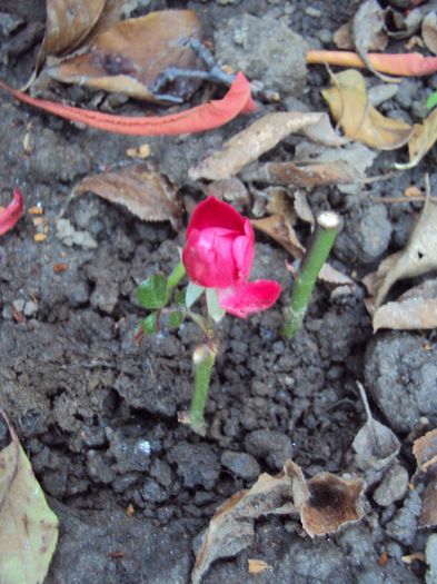 DSC05027 - Gradina in noiembrie