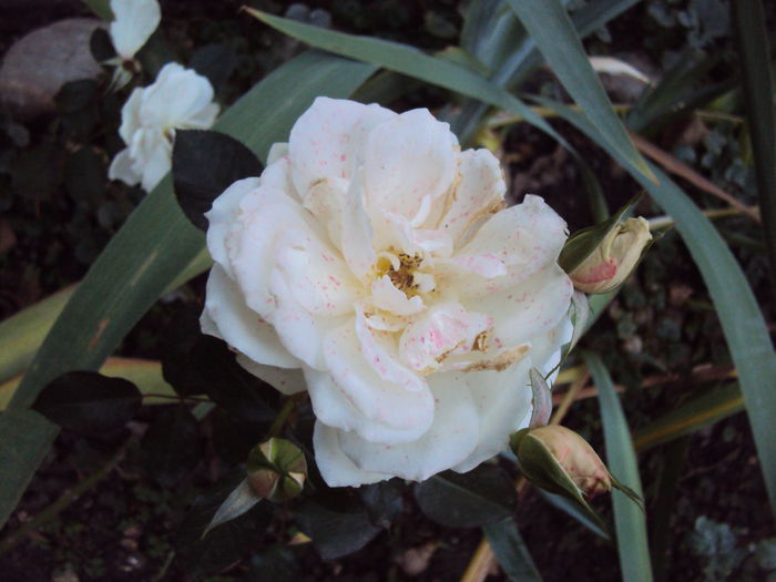 DSC05032 - Gradina in noiembrie