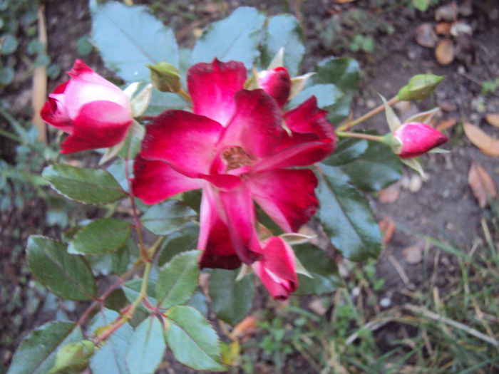 Patrick Poivre d'Arvor - Gradina in noiembrie