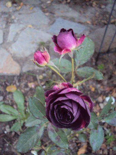 DSC05040