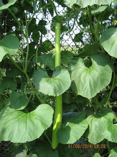 fiind totodata o atractie culinara. - Burete vegetal-Lufa