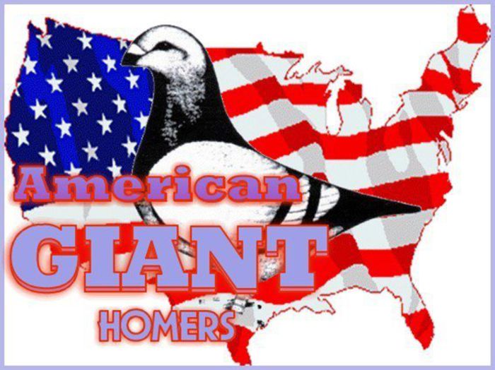 Standard - American Giant Homer