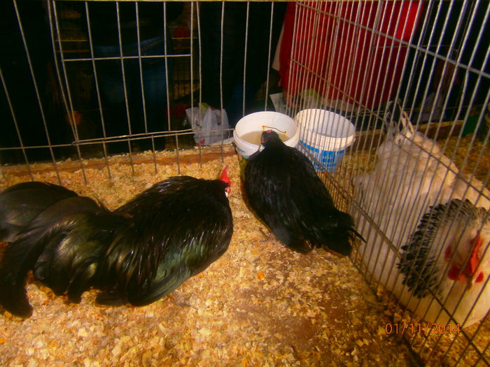 bantam