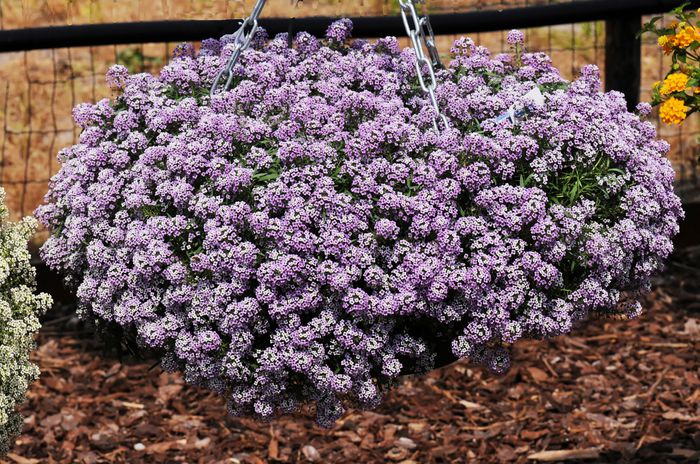 Lobularia maritima Lavender-