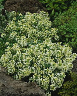 Lobularia maritima citron.
