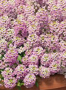 Lobularia maritima deep rose