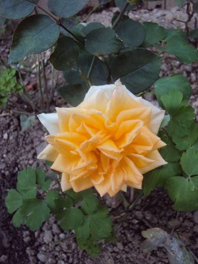 DSC04828