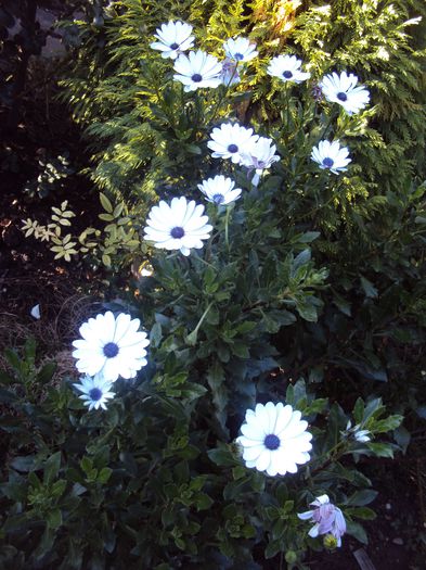 Osteospermum