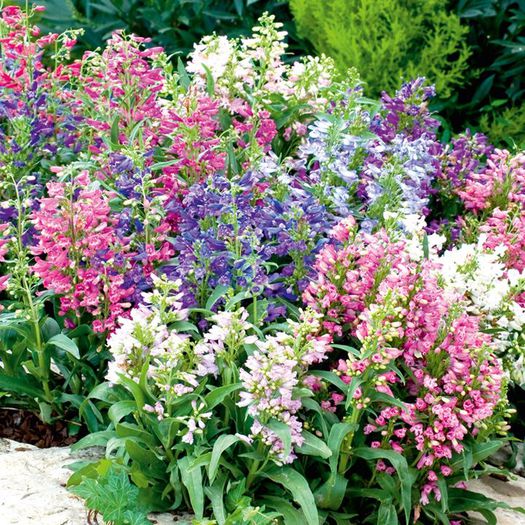 penstemon mix.