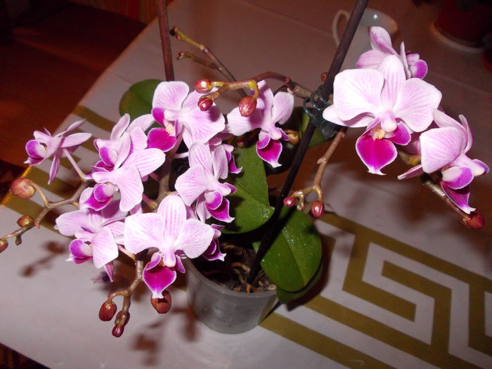 Phalaenopsis - Diverse floricele