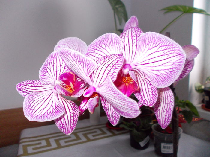Phalaenopsis - Diverse floricele