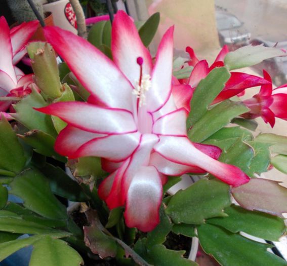 Schlumbergera (Cactusul Craciunului) - Diverse floricele