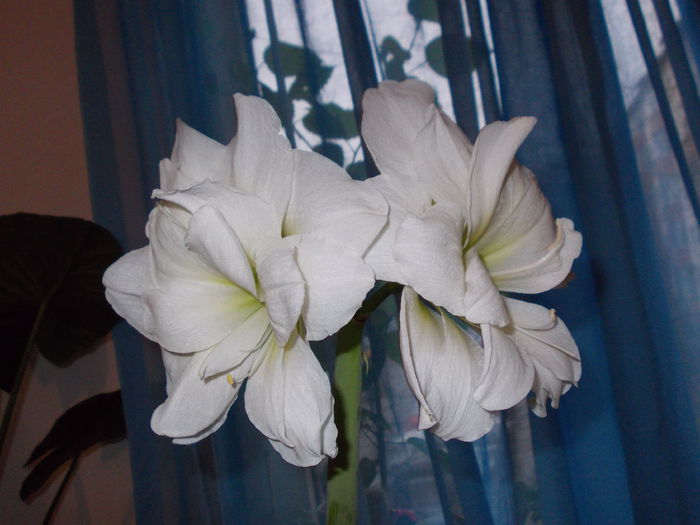 Amaryllis - Diverse floricele