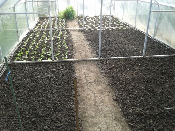 gata!salata, arpagic, rucola si ridichi - 0019 SERA construita in 2012