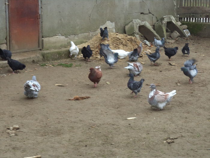 DSC02259 - MATCA KINGI 2015